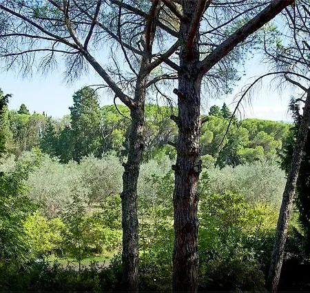 Saladini